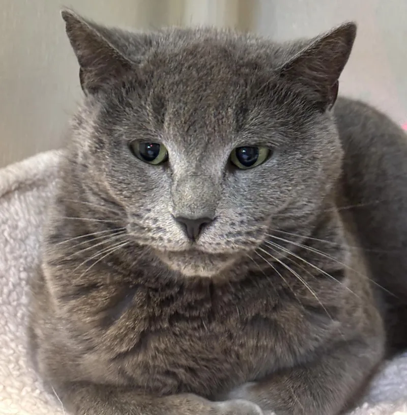 An adult medium-sized female Domestic Short Hair cat named Chandler for adoption in Beacon, NY