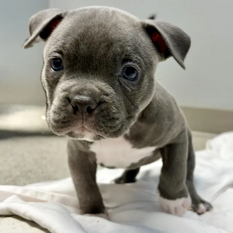 A baby medium-sized female American Bulldog dog named Tuesday for adoption in Whitehall, PA