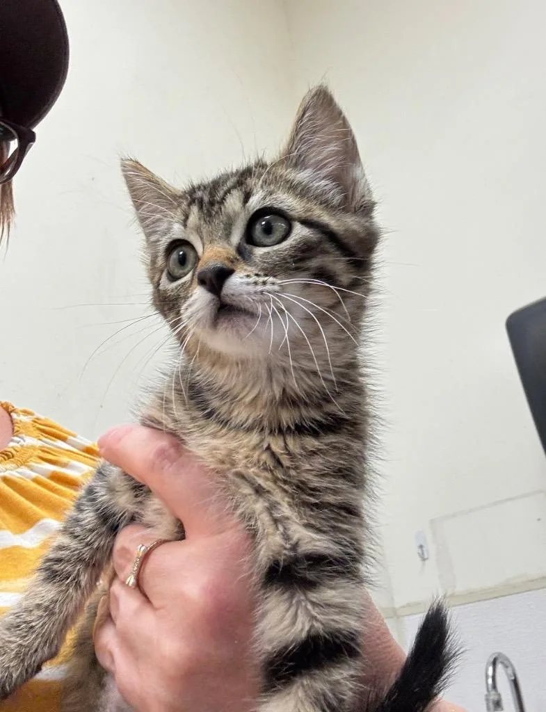 A baby medium-sized female Domestic Short Hair cat named Suzdal for adoption in Fort Lupton, CO