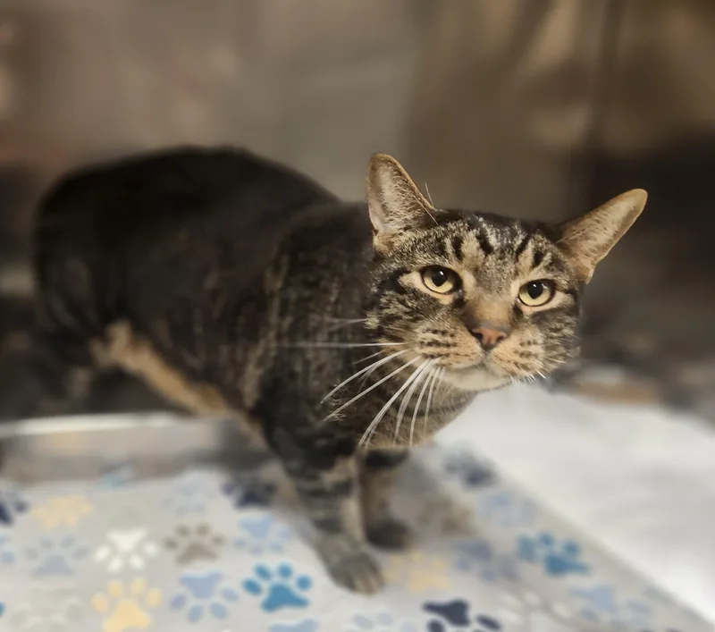 A senior large-sized male Domestic Short Hair cat named Rascal for adoption in Clayton, NJ