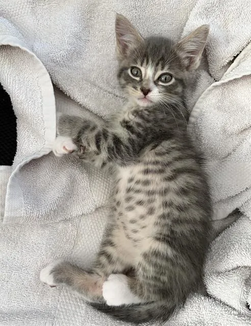 A baby small-sized male Domestic Short Hair cat named Yammy for adoption in Sacramento, CA