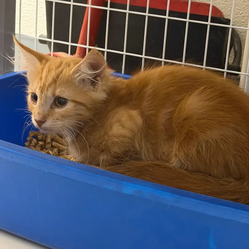 A baby small-sized male Orange / Red Domestic Medium Hair cat named Diablo for adoption in Columbiana, AL