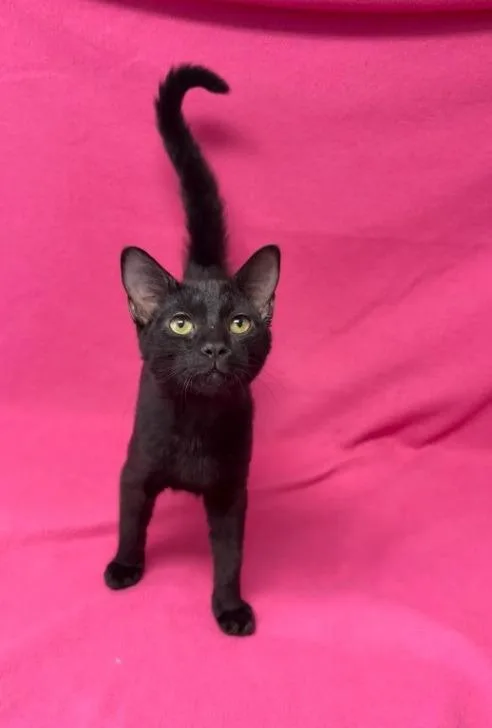 A baby medium-sized male Domestic Short Hair cat named Gabe for adoption in Kingsland, GA