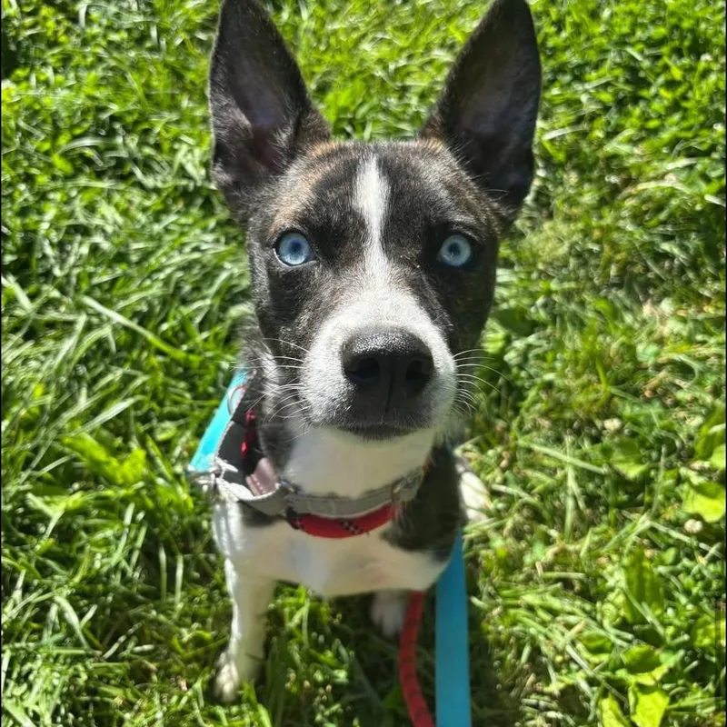 An adult medium-sized female Mixed Breed dog named Penny for adoption in Warren, OH