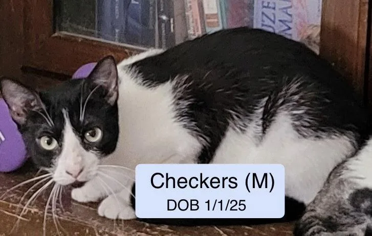 A young medium-sized female Black & White / Tuxedo Domestic Short Hair cat named Checkers for adoption in Vacaville, CA