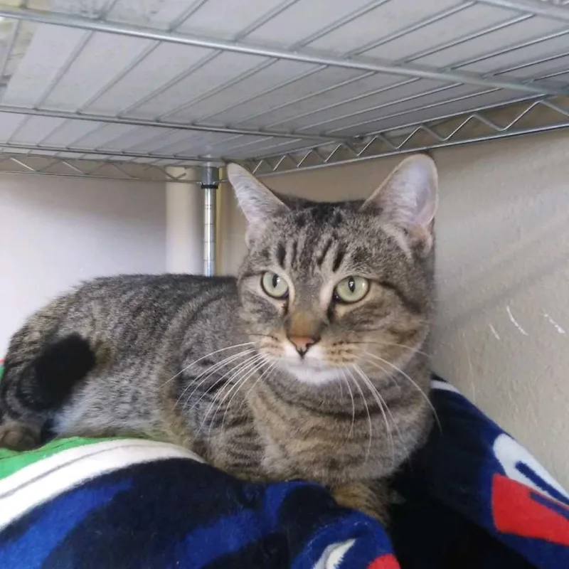 An adult large-sized male Domestic Short Hair cat named Willow for adoption in Hot Springs, SD