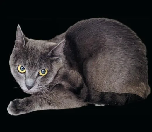 A young small-sized male Domestic Short Hair cat named Meowser for adoption in Los Angeles, CA