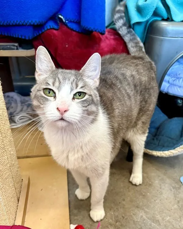 An adult small-sized male Domestic Short Hair cat named Chili for adoption in Novato, CA