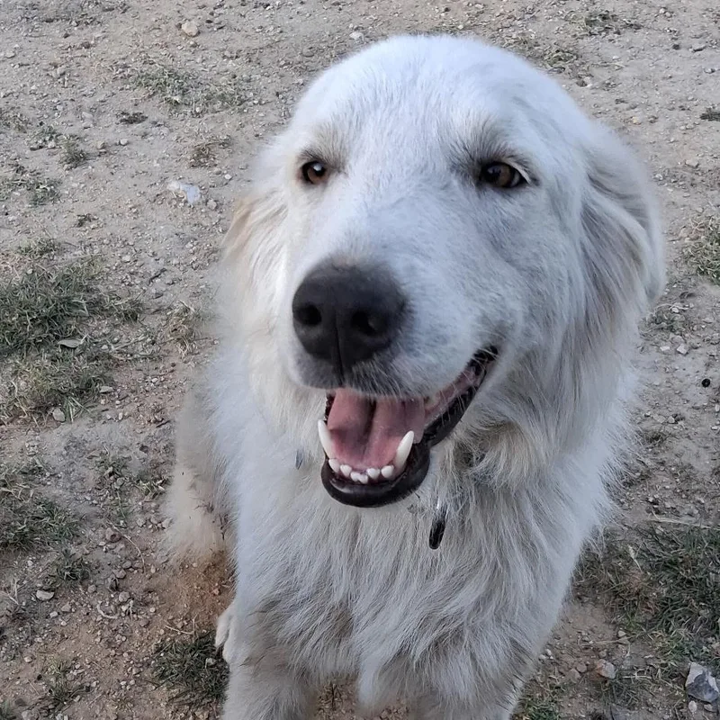 A young medium-sized male White / Cream Great Pyrenees dog named Whiskey for adoption in Boerne, TX