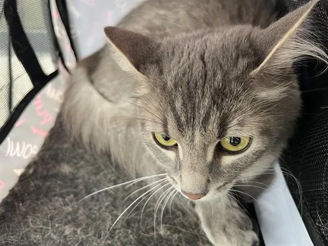 A young medium-sized female Domestic Medium Hair cat named A for adoption in Palmetto, FL