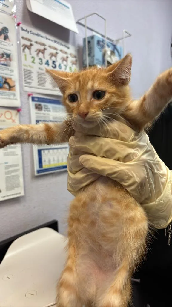 A baby medium-sized male Domestic Short Hair cat named Vinny for adoption in New Braunfels, TX