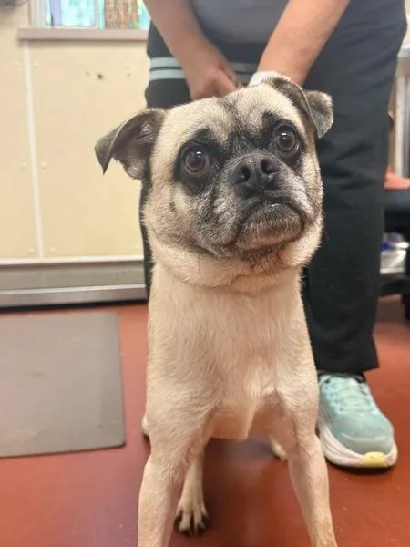 A senior small-sized male Pug dog named Bubba for adoption in Salisbury, MD