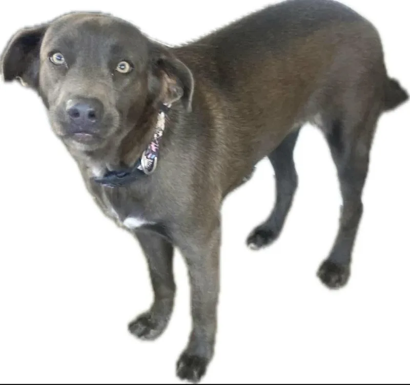 Greeicy "only Love!" thumbnail 3