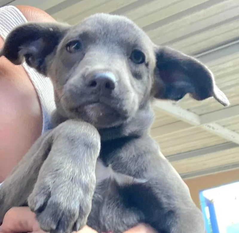 Greeicy "only Love!" thumbnail 4