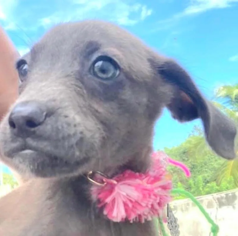 Greeicy "only Love!" thumbnail 6