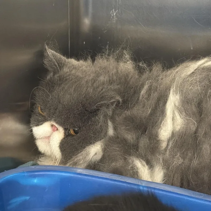 An adult large-sized male Gray / Blue / Silver Persian cat named Mr. Peepers for adoption in Port Charlotte, FL