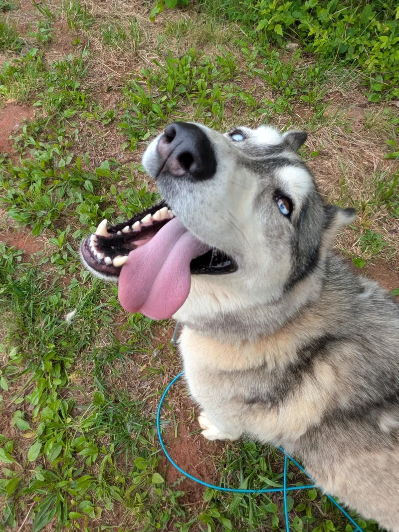 Timber