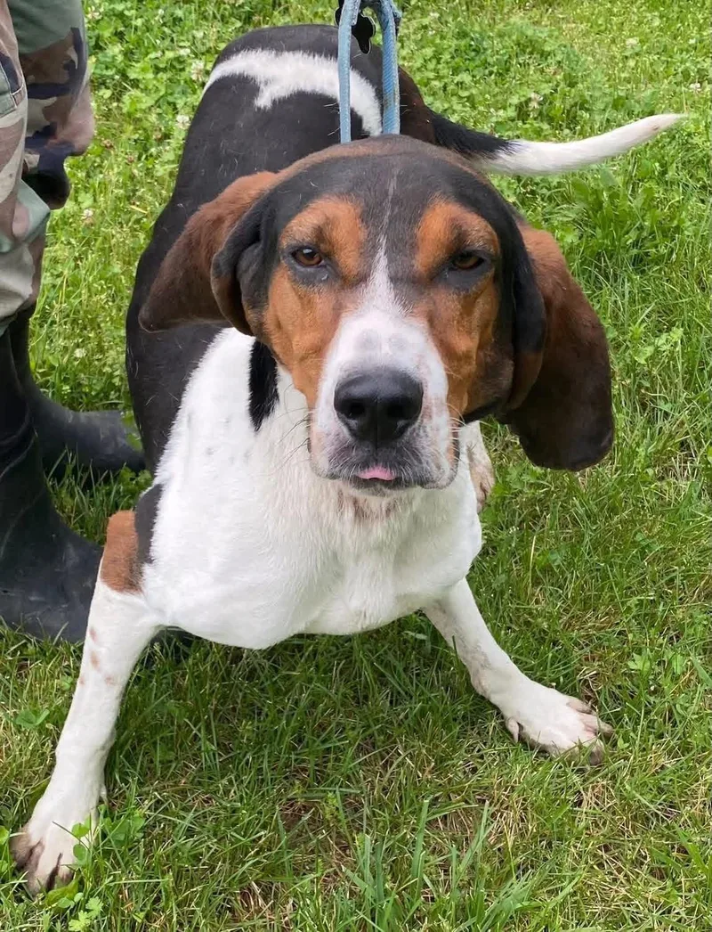A young medium-sized male Tricolor (Brown, Black, & White) Coonhound dog named Clark for adoption in Spencer, IN