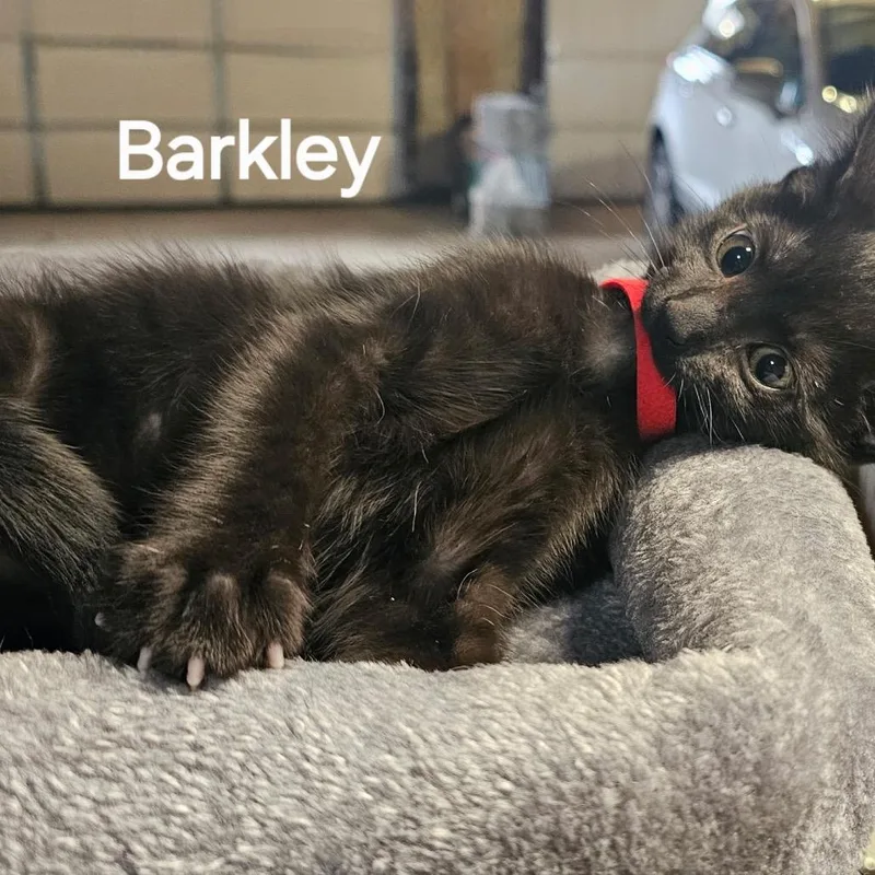 Barkley