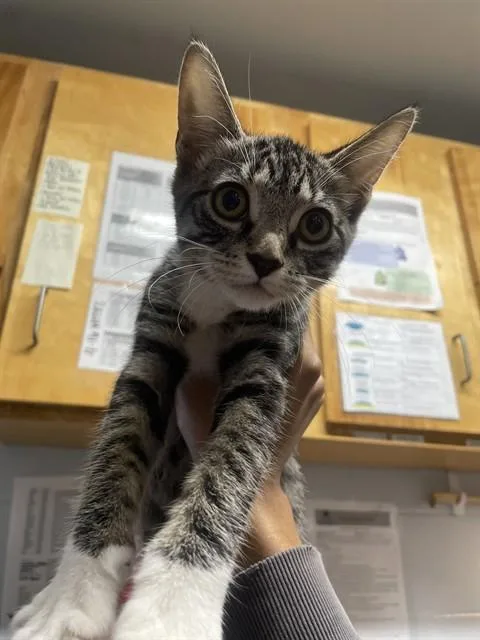 A baby small-sized female Domestic Short Hair cat named Carly for adoption in Tallahassee, FL