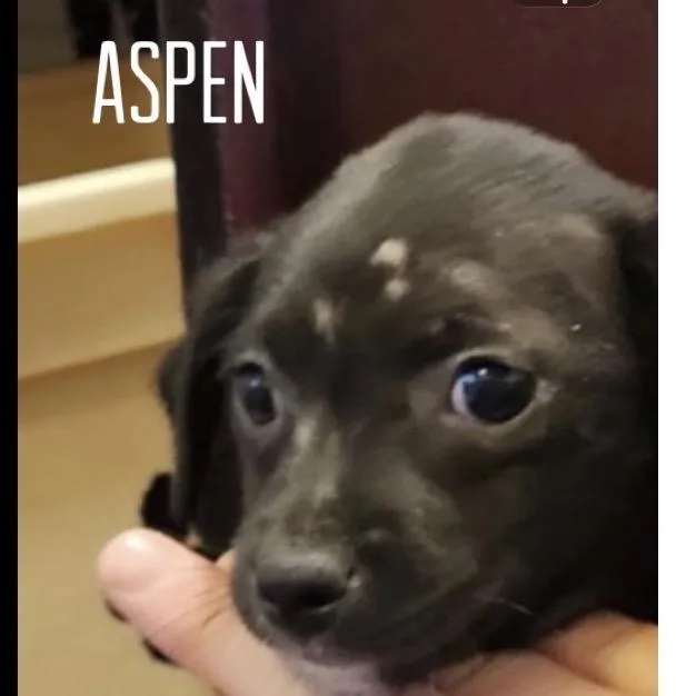 Aspen