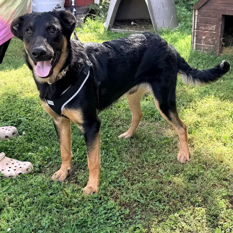A young medium-sized male Black Great Pyrenees dog named Leo for adoption in Warrensburg, MO