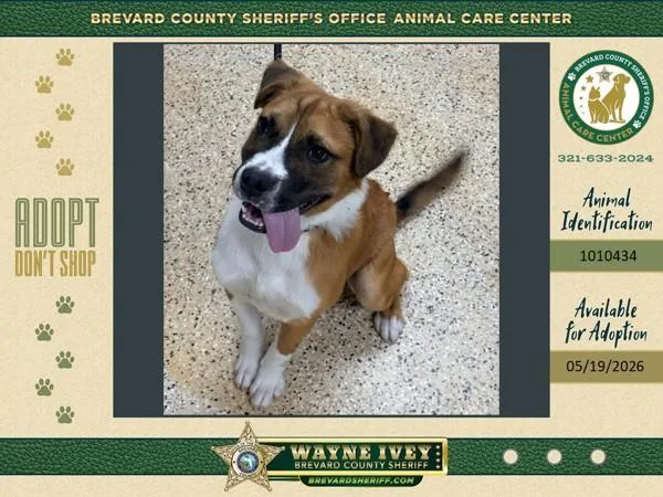 A young medium-sized male Mixed Breed dog named Sheldon for adoption in Melbourne, FL