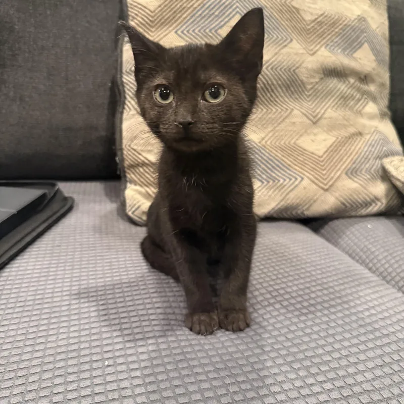A baby medium-sized female Black Domestic Short Hair cat named Muffin for adoption in Moorestown, NJ