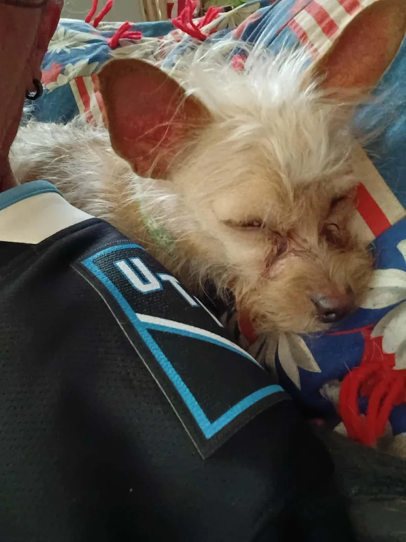 A young small-sized male Terrier dog named Yeti for adoption in West Valley, UT