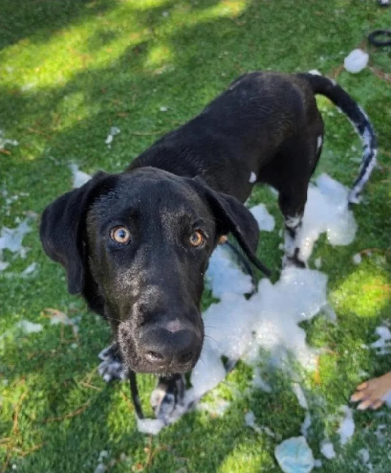 A young large-sized male Great Dane dog named Sammy for adoption in Sedalia, CO