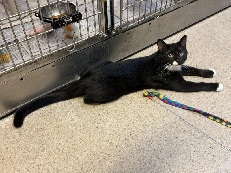 A young medium-sized male Black & White / Tuxedo Domestic Short Hair cat named Oreo for adoption in Herndon, VA
