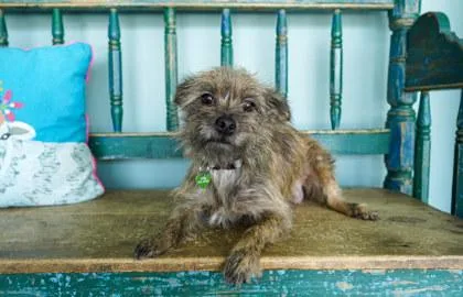 An adult small-sized female Cairn Terrier dog named Pumpkin for adoption in San Antonio, TX