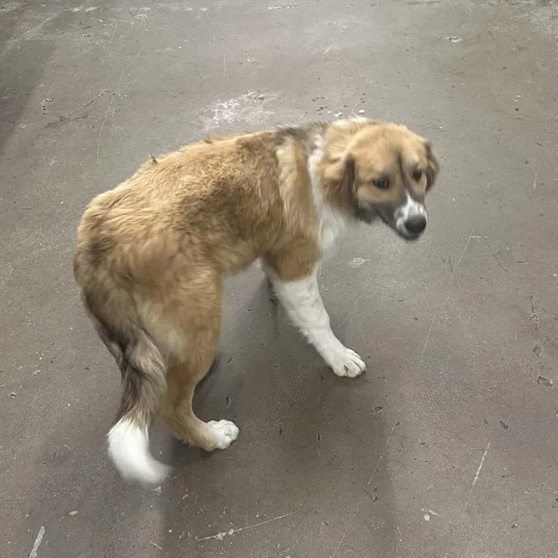 A young medium-sized male Rough Collie dog named Bandon for adoption in Corbin, KY