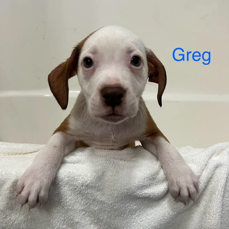 Greg