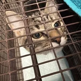 An adult medium-sized female Black Domestic Short Hair cat named Lady Grey for adoption in Rapid City, SD