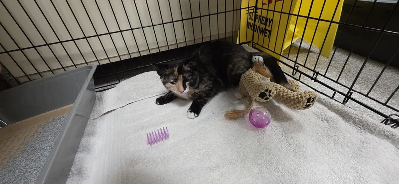 A baby medium-sized female Domestic Short Hair cat named Rainbow for adoption in Lancaster, PA