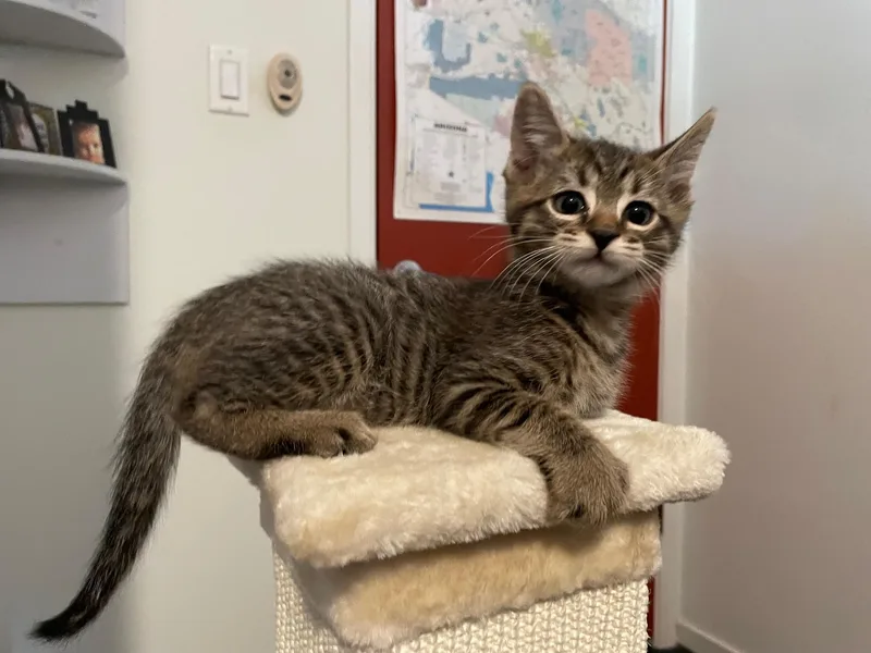 A baby small-sized male Domestic Short Hair cat named Mikey for adoption in Chandler, AZ
