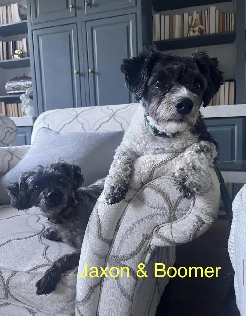 An adult small-sized male Bichon Frise dog named Bonded Pair Jaxon And for adoption in Kings Mountain, NC