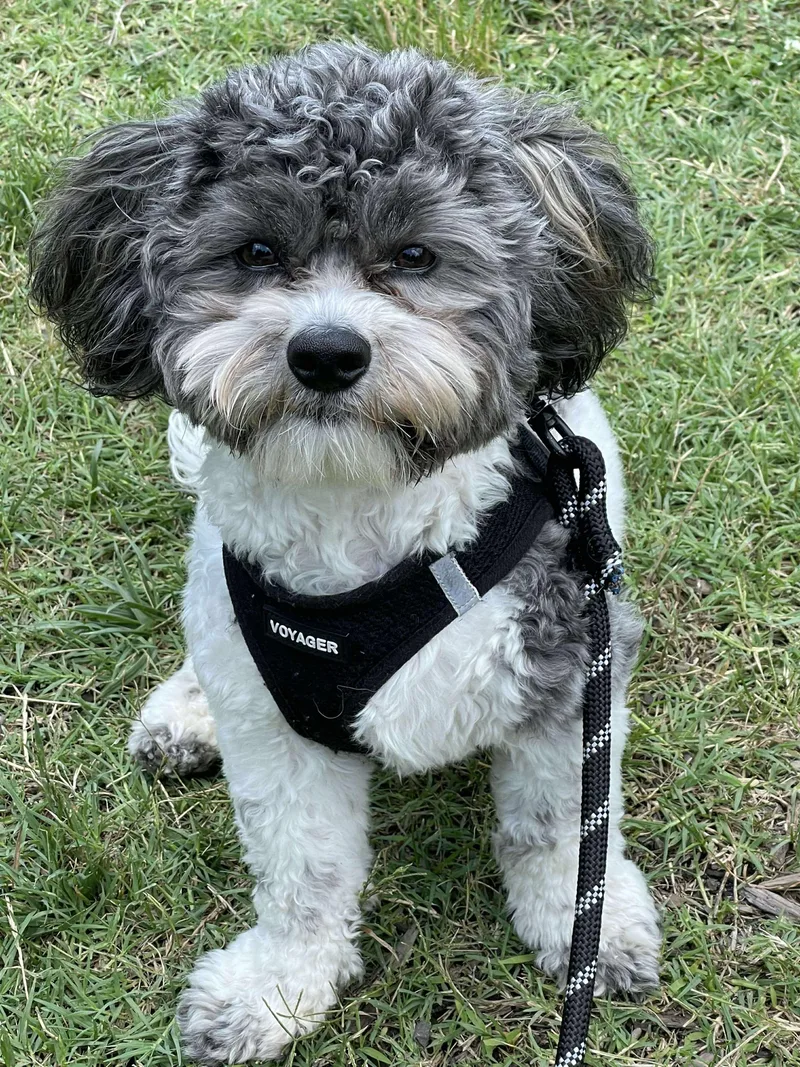 Bonded Pair Jaxon And thumbnail 2