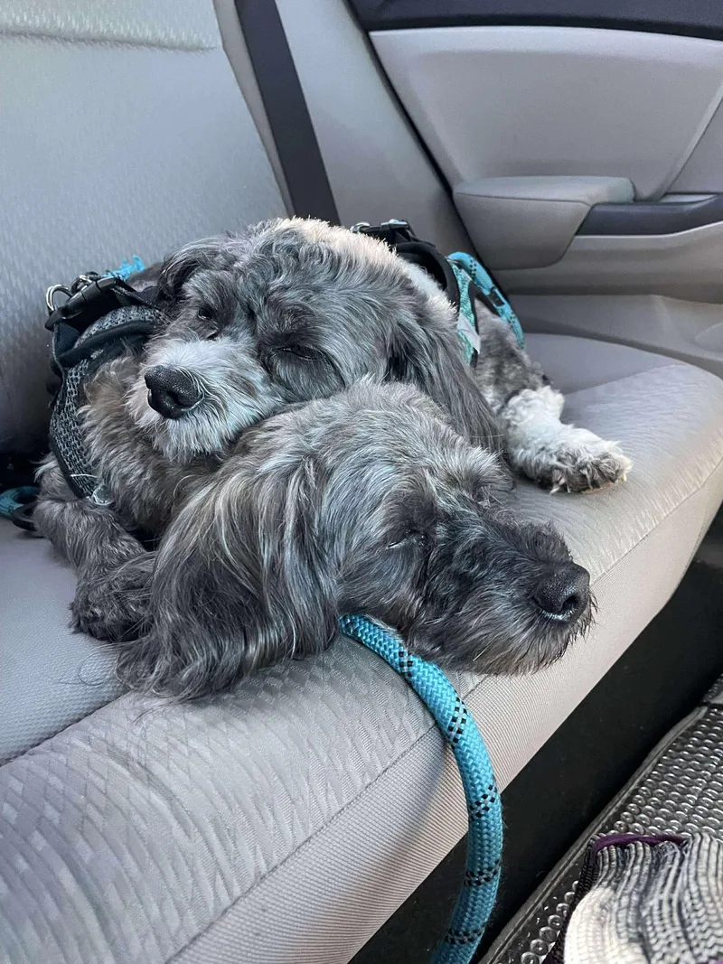 Bonded Pair Jaxon And thumbnail 3