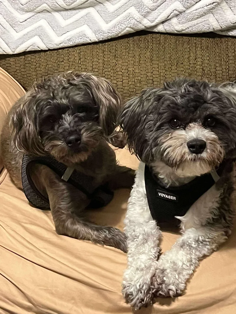 Bonded Pair Jaxon And thumbnail 4