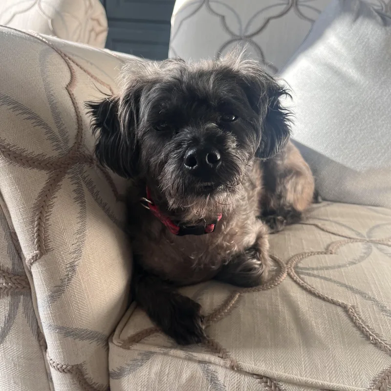 Bonded Pair Jaxon And thumbnail 6