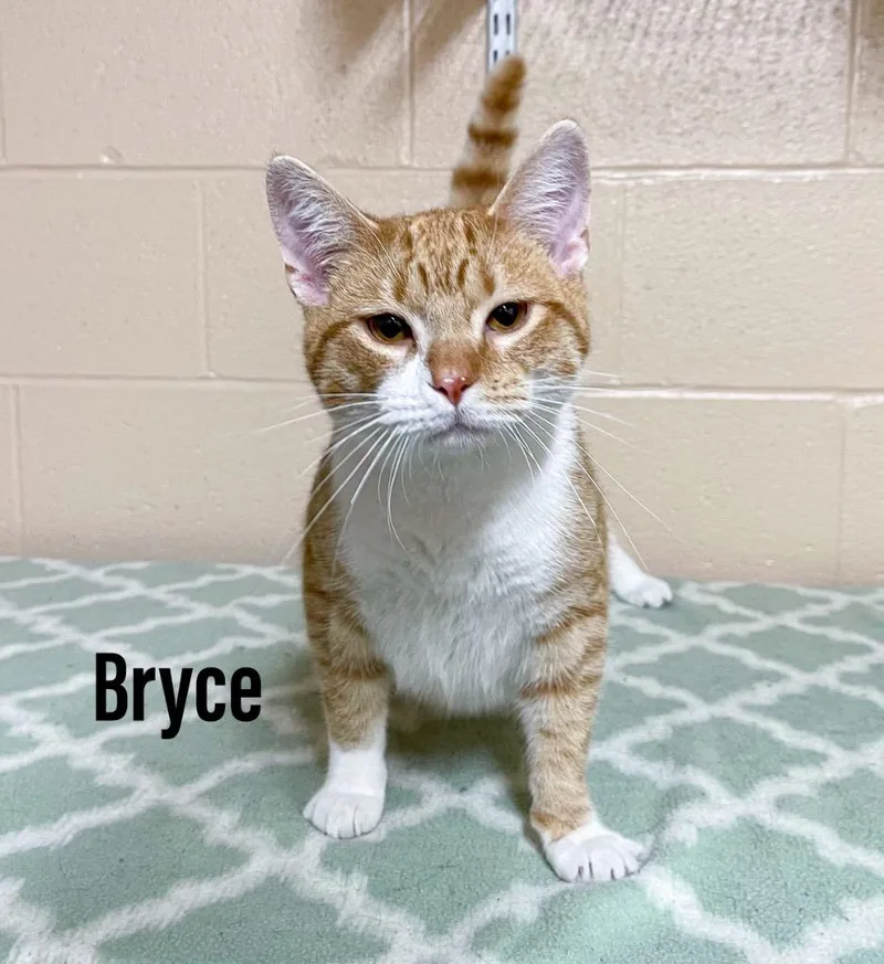 A young large-sized male Domestic Short Hair cat named Bryce for adoption in Clearfield, KY