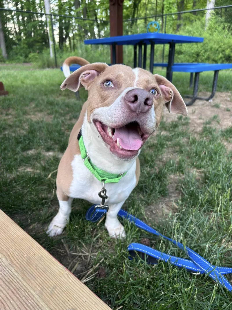 An adult medium-sized male Pit Bull Terrier dog named Kylo for adoption in New Castle, DE