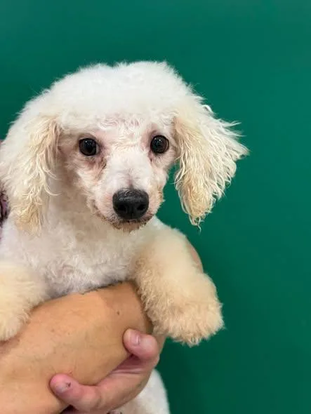 A senior small-sized female Bichon Frise dog named Ayrcyia for adoption in Blue Springs, MO