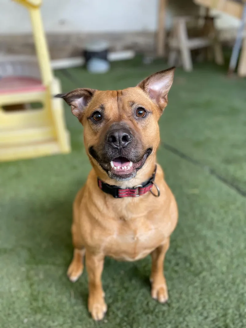 An adult medium-sized female Golden Pit Bull Terrier dog named Jada for adoption in La Crosse, WI