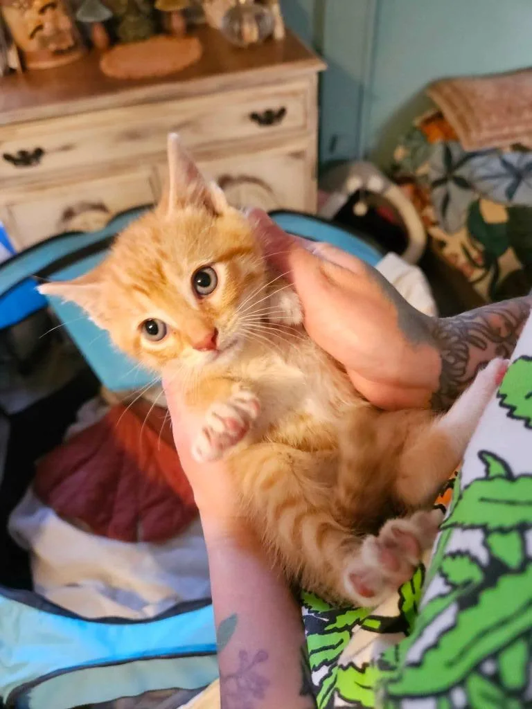 A baby small-sized male Domestic Short Hair cat named Scotch for adoption in LIberty, NY