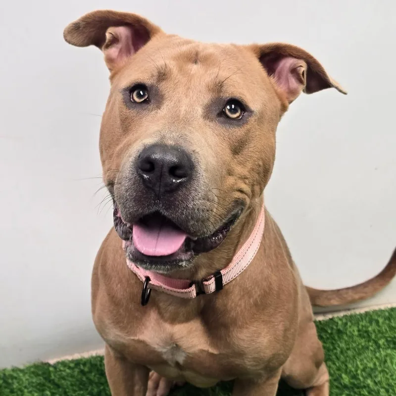An adult large-sized male Yellow / Tan / Blond / Fawn Pit Bull Terrier dog named Ace for adoption in Columbia, MO