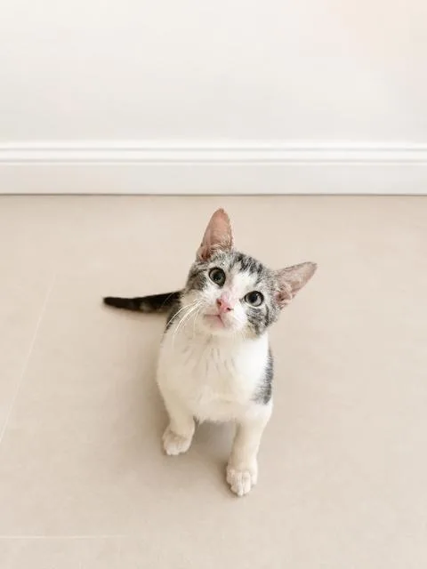 A baby small-sized male Tabby (Buff / Tan / Fawn) Domestic Short Hair cat named Dingaroo for adoption in Boca Raton, FL