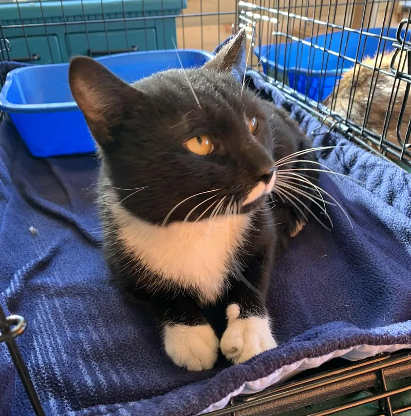 Yankee Doodle thumbnail 2